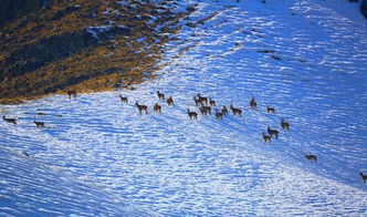 生態(tài)環(huán)境改善 新疆溫泉縣北山羊多起來