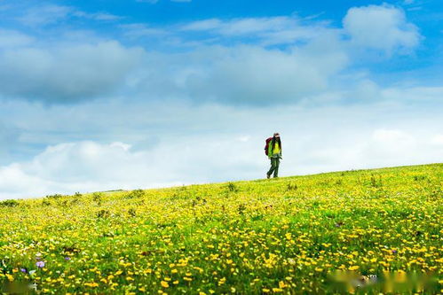 新疆自駕游好去處 神仙極地喀拉峻大草原,如詩(shī)畫般的天山風(fēng)光