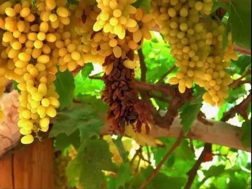 新疆綠香妃葡萄干與紙皮核桃 純天然綠色食品的健康魅力