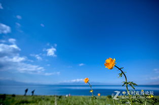 美麗生態(tài)，環(huán)保同行——大美新疆的綠色畫卷